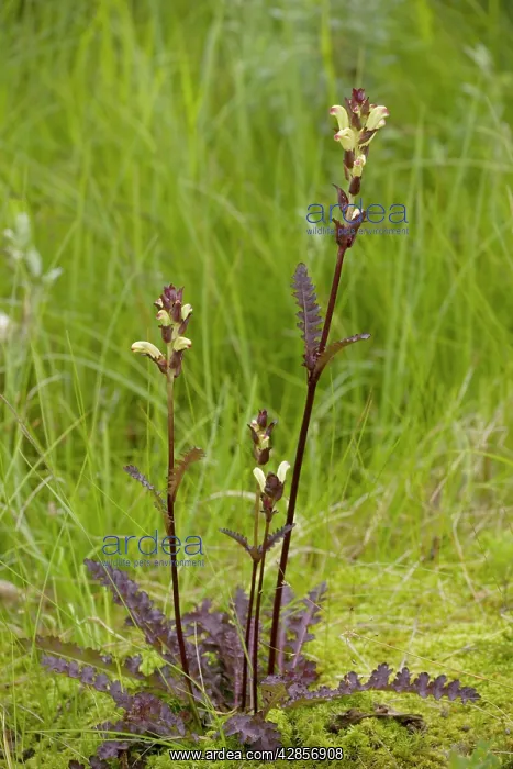 : Moor-king - A northern lousewort : Moor-king - A northern lousewort