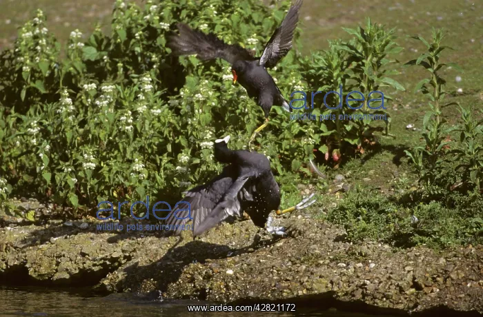 : Moorhem and Coot (Fulica atra) fighting : Moorhem and Coot (Fulica atra) fighting