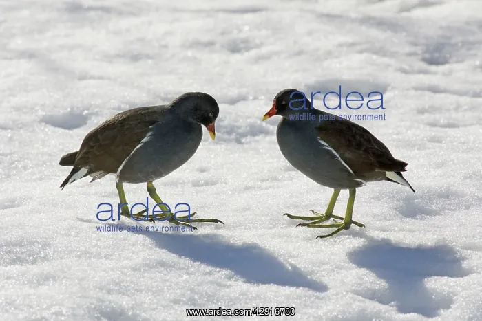: Moorhen - 2 birds standing in snow : Moorhen - 2 birds standing in snow