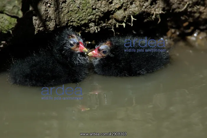 : Moorhen - 2 chicks huddled together in a stream : Moorhen - 2 chicks huddled together in a stream