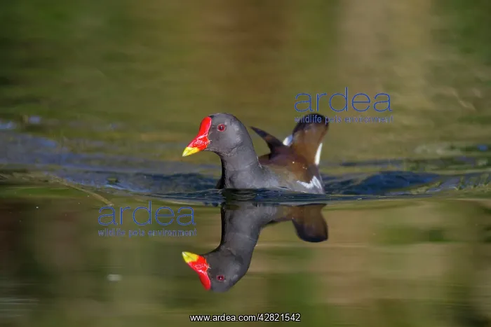  : Moorhen (Gallinula chloropus). Tehidy - Cornwall - UK