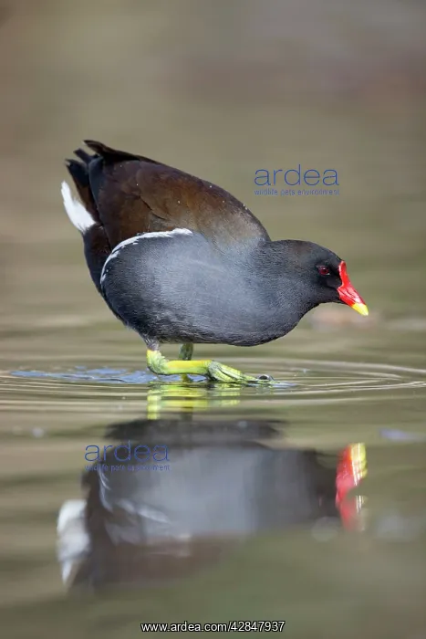 : Moorhen (Gallinula chloropus). Cornwall - UK : Moorhen (Gallinula chloropus). Cornwall - UK