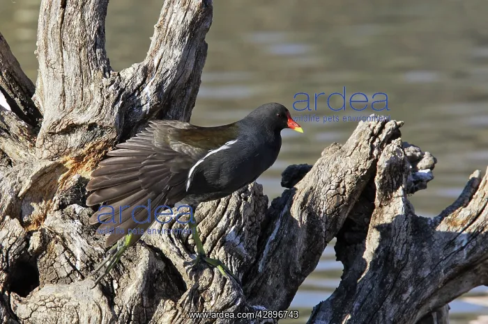  : Moorhen (Gallinula chloropus). Bouches du rhone, France