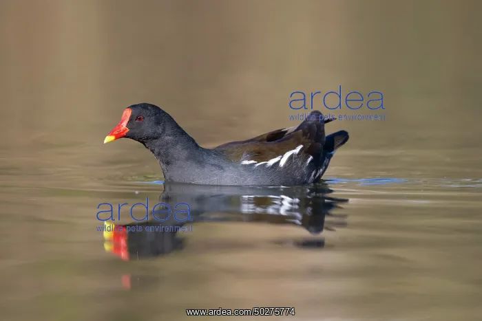 : Moorhen, Teichralle - swimming bird - Germany : Moorhen, Teichralle - swimming bird - Germany
