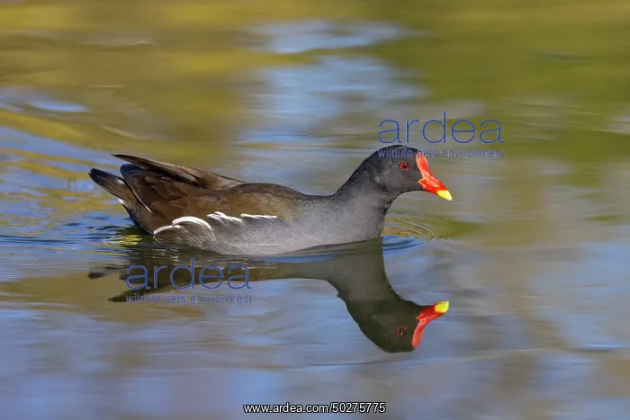: Moorhen, Teichralle - swimming bird - Germany : Moorhen, Teichralle - swimming bird - Germany