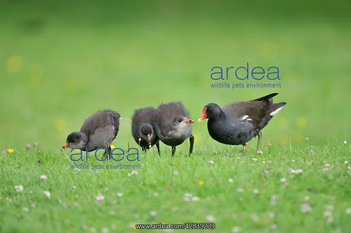 : Moorhen - adult with chicks : Moorhen - adult with chicks
