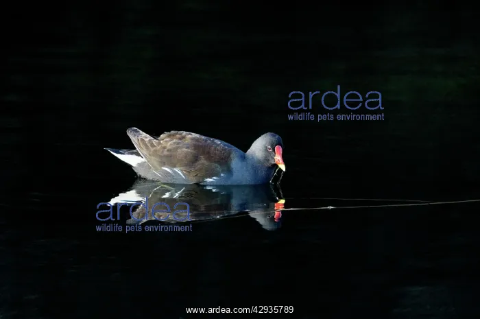: Moorhen - adult feeding on village pond : Moorhen - adult feeding on village pond