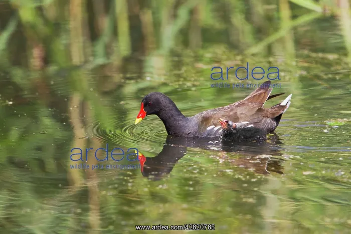 : Moorhen with chick : Moorhen with chick