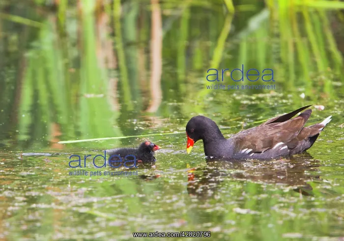 : Moorhen - with chick : Moorhen - with chick