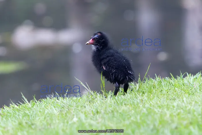 : Moorhen - chick on lakeside : Moorhen - chick on lakeside