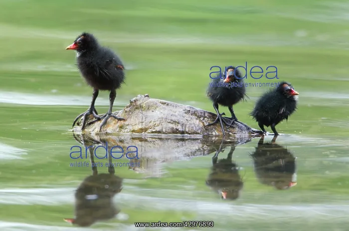 : Moorhen - three chicks resting on stone in lake : Moorhen - three chicks resting on stone in lake