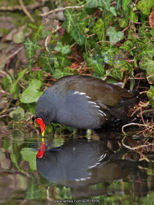 : Moorhen - close up with reflection : Moorhen - close up with reflection