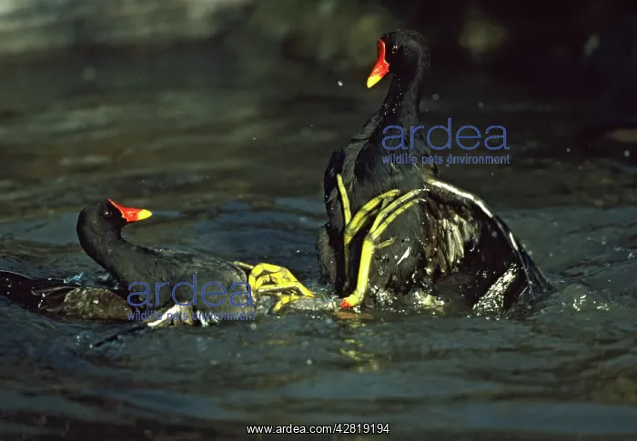: Moorhen or Common Gallinule - fighting : Moorhen or Common Gallinule - fighting