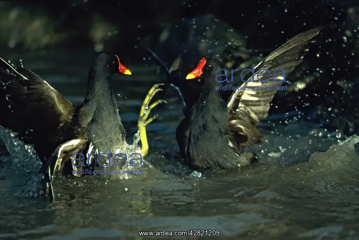: Moorhen / Common Gallinule - Fighting : Moorhen / Common Gallinule - Fighting
