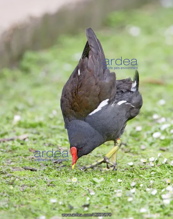 : Moorhen - displaying : Moorhen - displaying