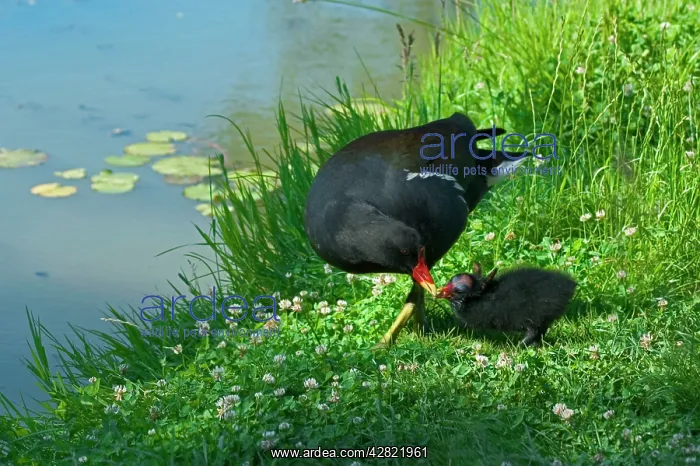 : Moorhen - Feeding chick : Moorhen - Feeding chick