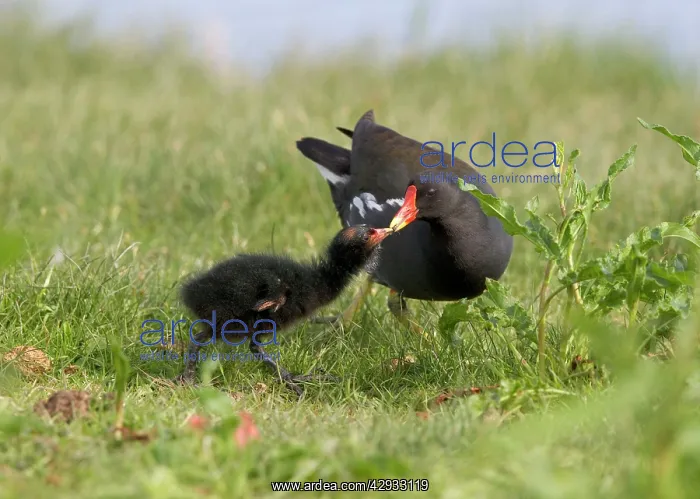 : Moorhen -feeding chick at waters edge. Lakes & rivers : Moorhen -feeding chick at waters edge. Lakes & rivers
