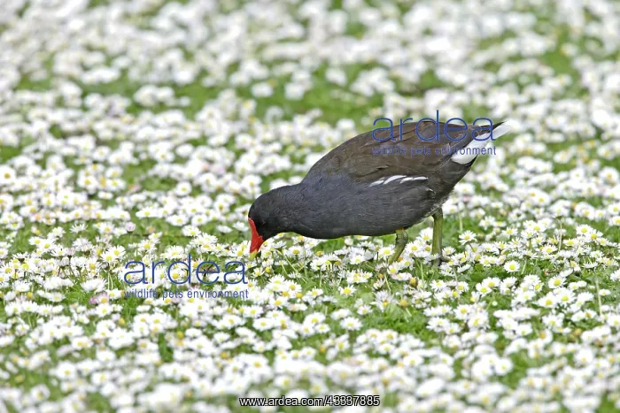 : Moorhen - feeding amongst daisies : Moorhen - feeding amongst daisies
