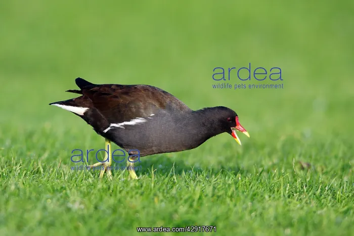  : Moorhen - feeding on river bank