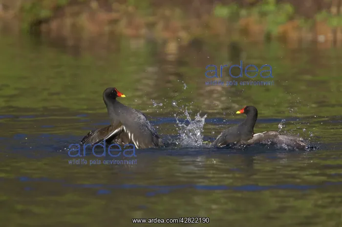 : Moorhen - Fighting : Moorhen - Fighting