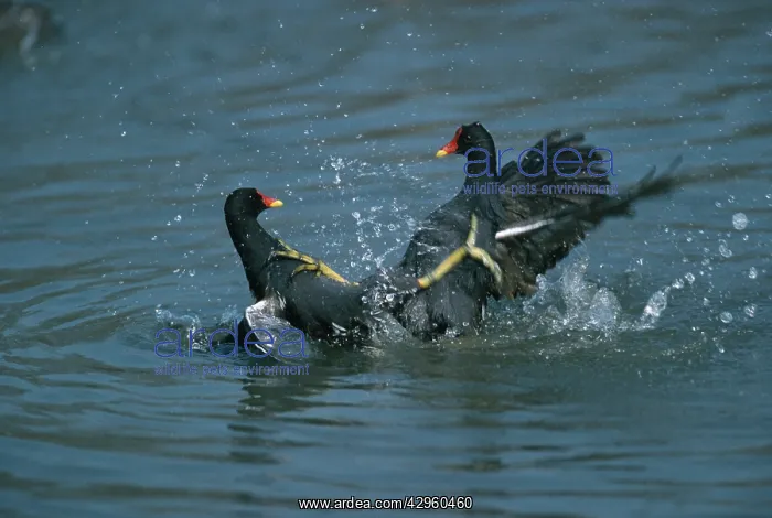 : Moorhen - Fighting : Moorhen - Fighting