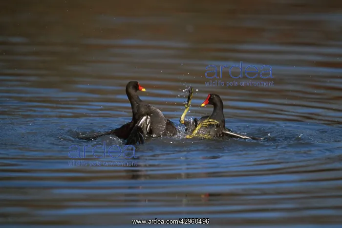 : Moorhen - Fighting : Moorhen - Fighting