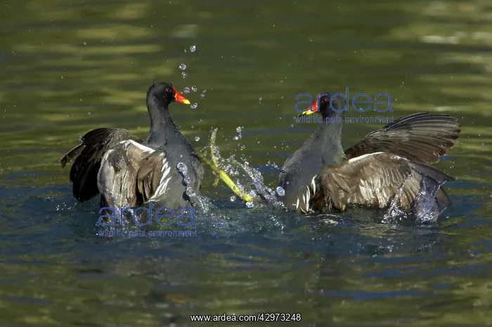 : Moorhen - Fighting : Moorhen - Fighting