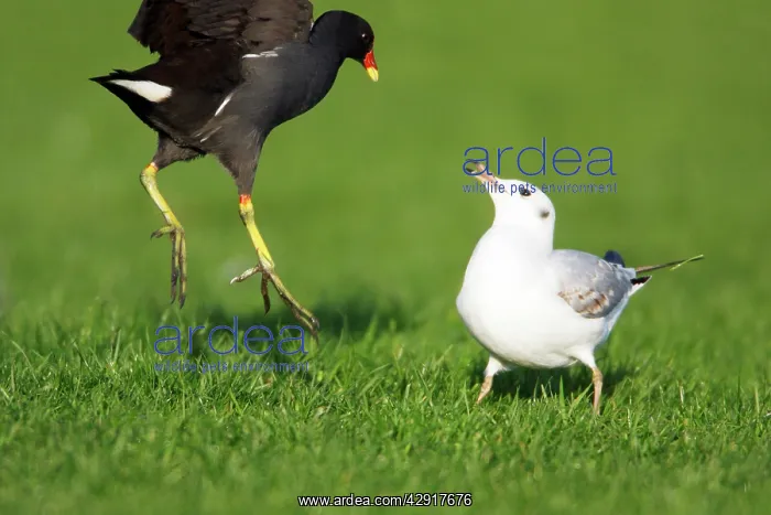 : Moorhen - fighting with Black-headed Gull, (Larus : Moorhen - fighting with Black-headed Gull, (Larus
