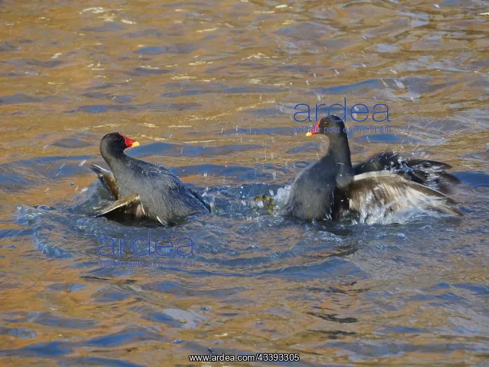  : Moorhen - fighting over territory Gallinula chloropus