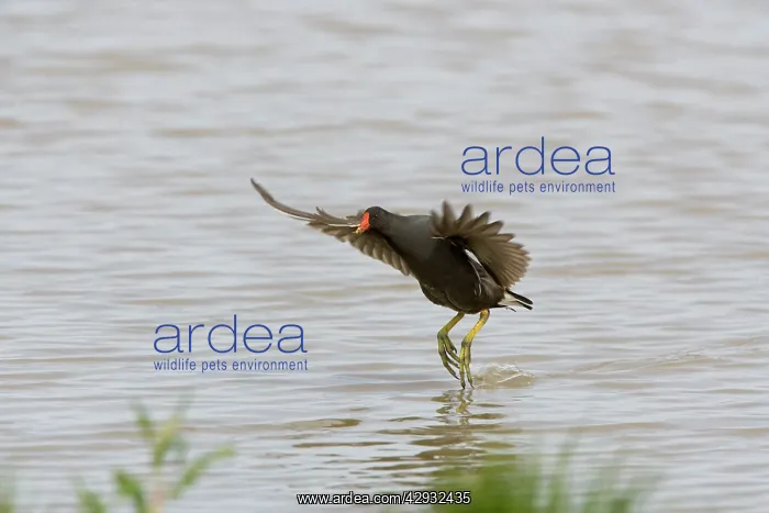 : Moorhen - Flying over water with legs dangling : Moorhen - Flying over water with legs dangling