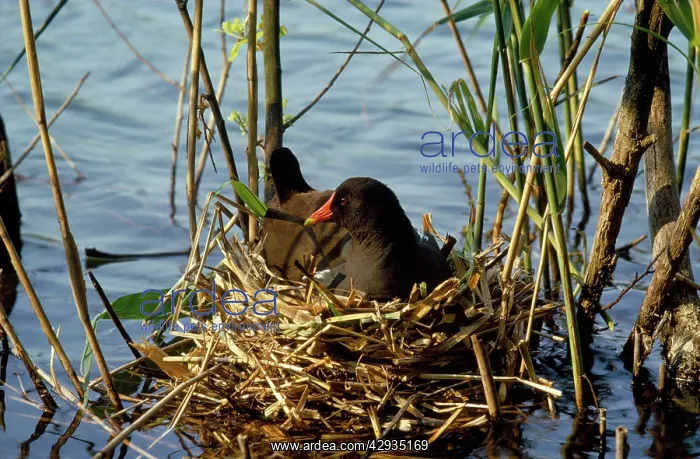 : Moorhen - incubating eggs on nest : Moorhen - incubating eggs on nest