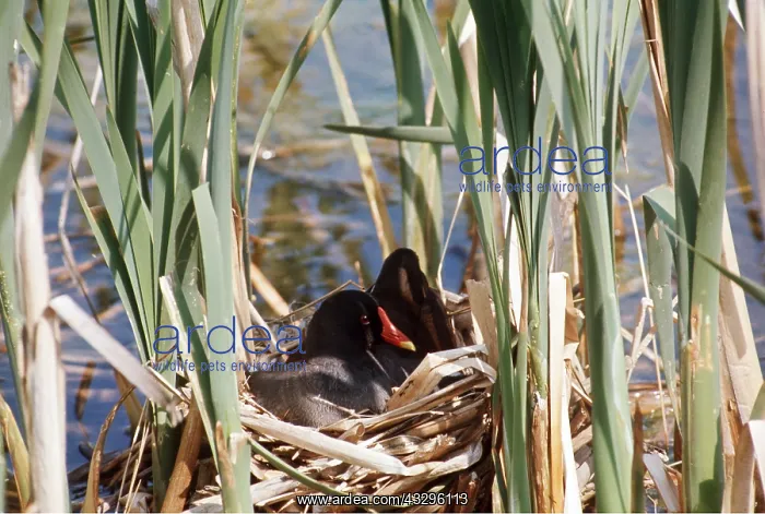  : MOORHEN - in nest