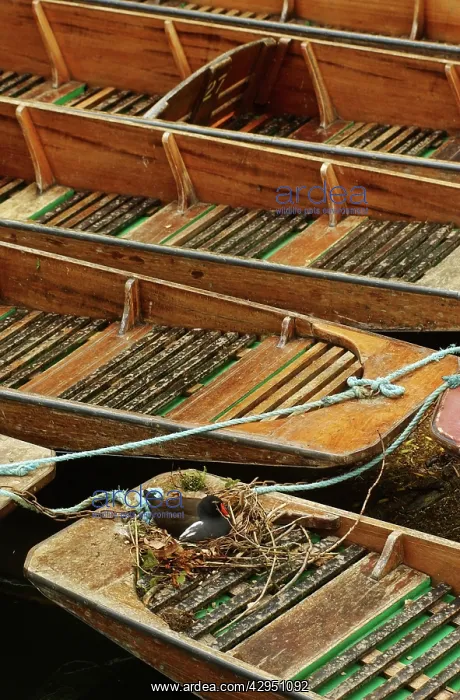 : Moorhen - nesting on punts : Moorhen - nesting on punts