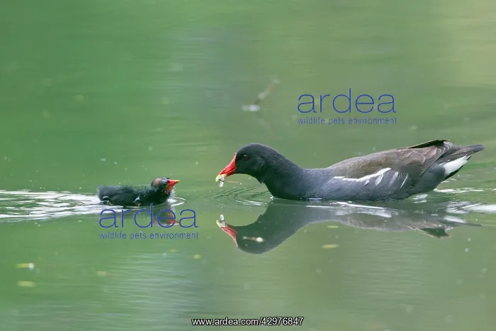  : Moorhen - parent bird feeding chick on lake