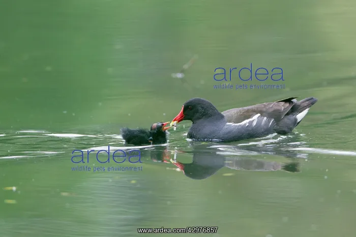 : Moorhen - parent bird feeding chick on lake : Moorhen - parent bird feeding chick on lake