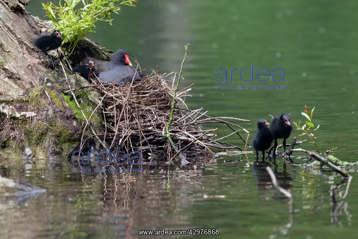 : Moorhen - parent bird on nest and chicks : Moorhen - parent bird on nest and chicks