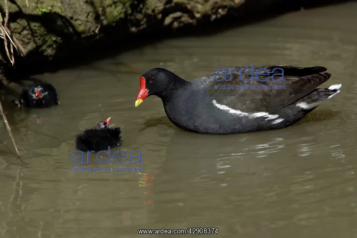 : Moorhen - parent bird tending 2 chicks in a stream : Moorhen - parent bird tending 2 chicks in a stream