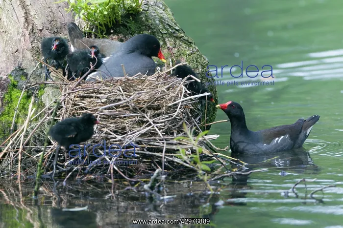 : Moorhen - parent birds tending chicks at nest : Moorhen - parent birds tending chicks at nest