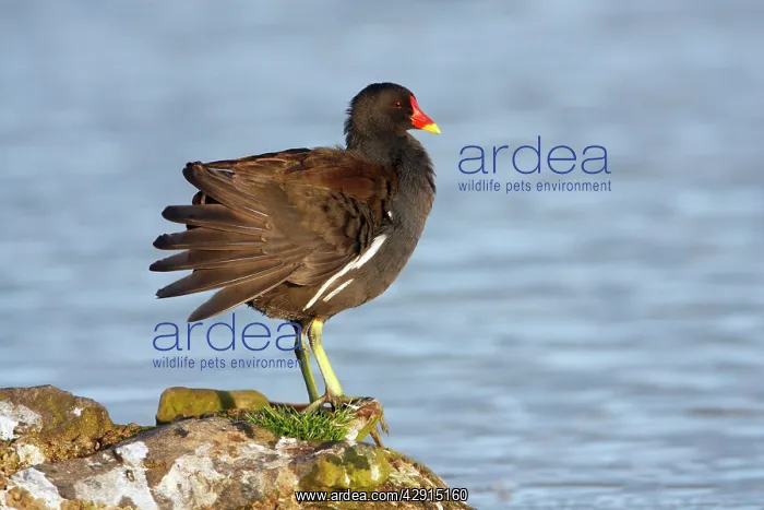 : Moorhen - preening itself on lake shore : Moorhen - preening itself on lake shore