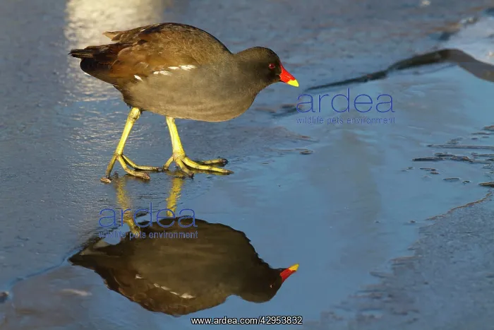 : Moorhen - Single adult bird on ice covered lake : Moorhen - Single adult bird on ice covered lake