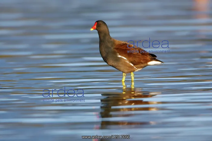 : Moorhen - standing in shallow lake : Moorhen - standing in shallow lake