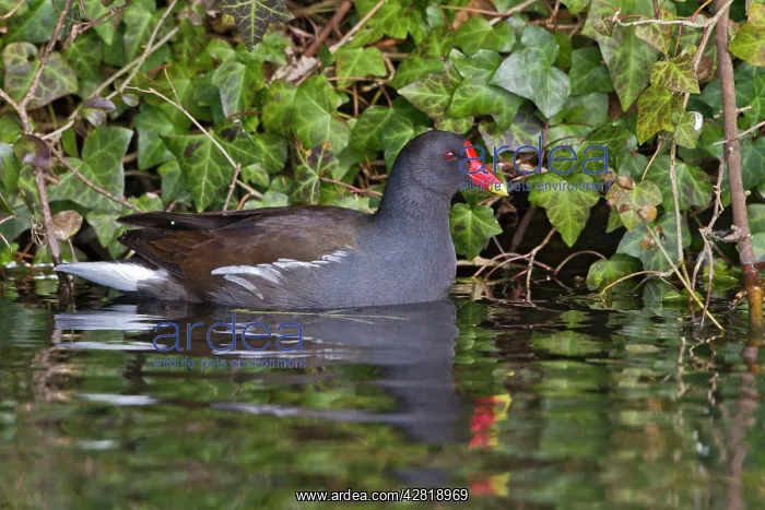 : Moorhen - swimming - showing reflection : Moorhen - swimming - showing reflection