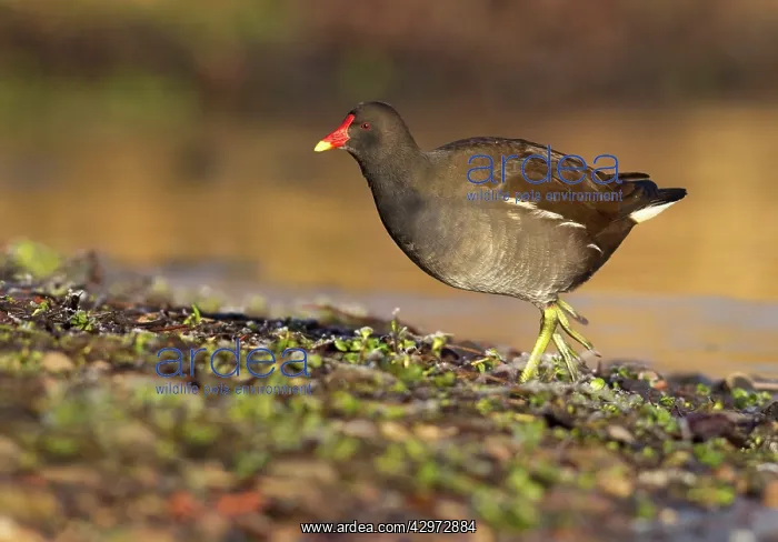 : Moorhen - walking on frozen ground looking for : Moorhen - walking on frozen ground looking for