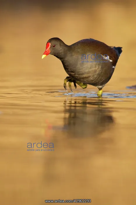: Moorhen - walking though golden coloured water : Moorhen - walking though golden coloured water