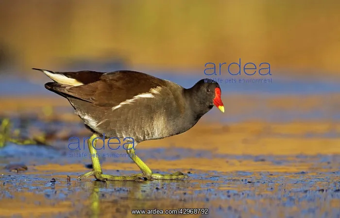  : Moorhen - walking on thin ice in early morning