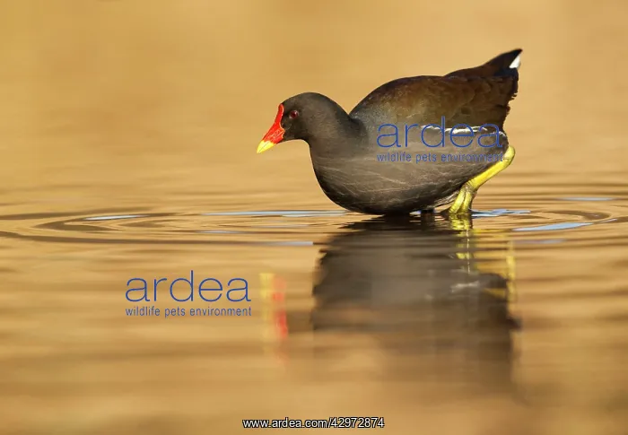 : Moorhen - walking in shallow golden water - January : Moorhen - walking in shallow golden water - January