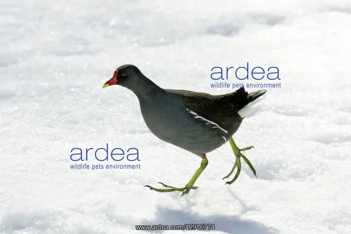 : Moorhen - walking through snow : Moorhen - walking through snow