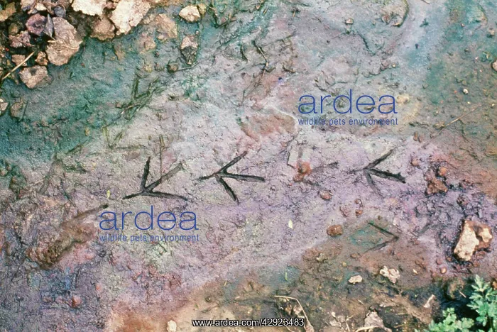 : Moorhen - Walking tracks in mud : Moorhen - Walking tracks in mud