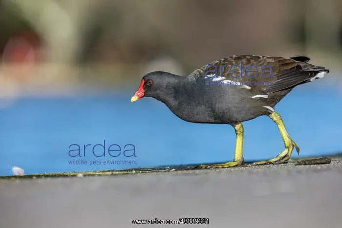 : Moorhen - Walking - UK : Moorhen - Walking - UK
