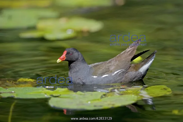 : Moorhen - In water : Moorhen - In water